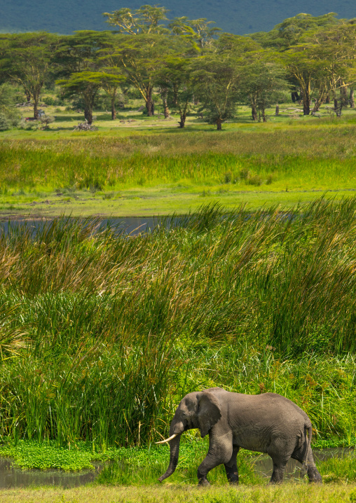 Tanzania, Arusha Region, Ngorongoro Conservation Area, african elephant (loxodonta africana)