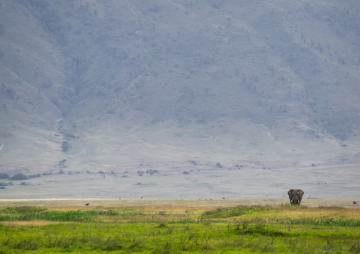 Tanzania, Arusha Region, Ngorongoro Conservation Area, african elephant (loxodonta africana)
