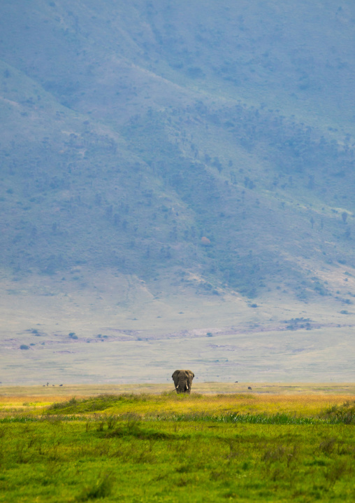 Tanzania, Arusha Region, Ngorongoro Conservation Area, african elephant (loxodonta africana)