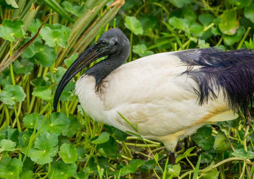 Tanzania, Arusha Region, Ngorongoro Conservation Area, black-headed ibis (threskiornis melanocephalus)