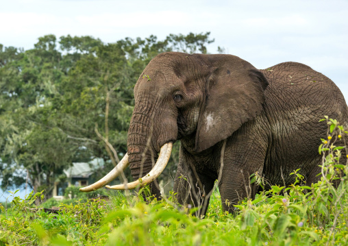 Tanzania, Arusha Region, Ngorongoro Conservation Area, african elephant (loxodonta africana)
