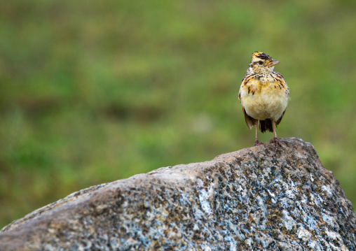 Tanzania, Mara, Serengeti National Park, rufous-naped lark (mirafra africana) on a rock