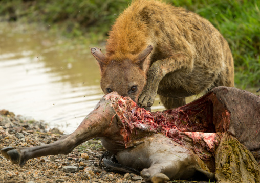Tanzania, Mara, Serengeti National Park, spotted hyaena (crocuta crocuta) feeding on just-killed wildbeest