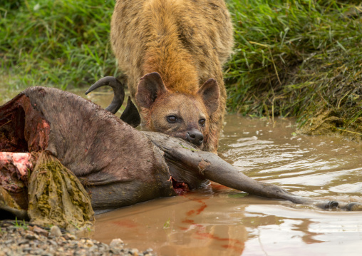 Tanzania, Mara, Serengeti National Park, spotted hyaena (crocuta crocuta) feeding on just-killed wildbeest