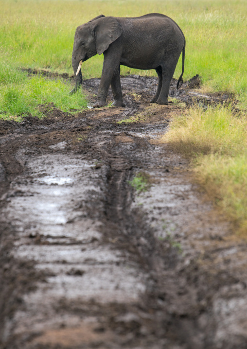 Tanzania, Mara, Serengeti National Park, african elephant (loxodonta africana)