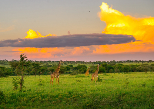 Tanzania, Mara, Serengeti National Park, giraffe (giraffa camelopardalis)