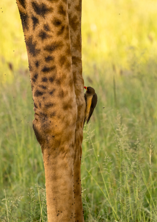 Tanzania, Mara, Serengeti National Park, bird eating parasites on a giraffe leg (giraffa camelopardalis)