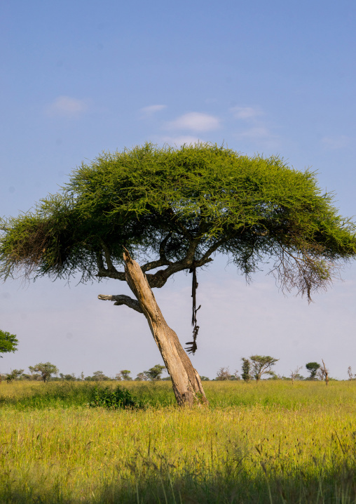 Tanzania, Mara, Serengeti National Park, animal carcass on a￼lone acacia tree