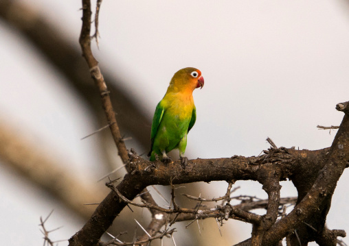 Tanzania, Mara, Serengeti National Park, fischer's lovebirds (agapornis fischeri) on a branch