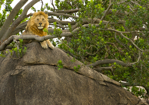 Tanzania, Mara, Serengeti National Park, african lion (panthera leo) on a kopje