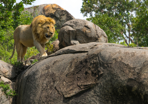 Tanzania, Mara, Serengeti National Park, african lion (panthera leo) walking on a kopje
