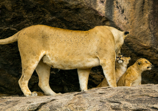 Tanzania, Mara, Serengeti National Park, lioness with her cubs (panthera leo) on a kopje