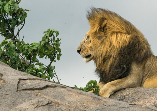 Tanzania, Mara, Serengeti National Park, male african lion (panthera leo) on a kopje