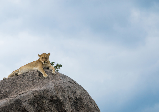 Tanzania, Mara, Serengeti National Park, african lioness (panthera leo) resting on a kopje