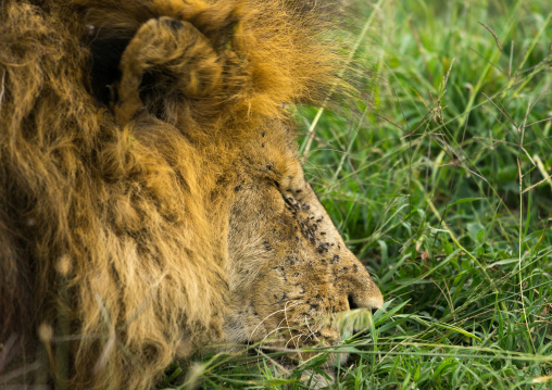 Tanzania, Mara, Serengeti National Park, male african lion (panthera leo) sleeping with flies on the head