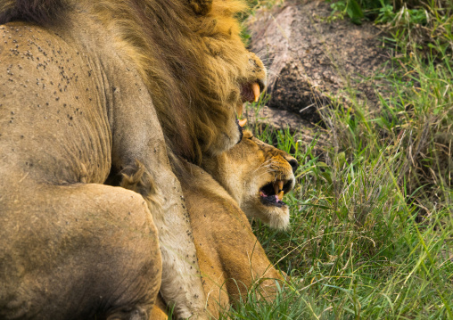 Tanzania, Mara, Serengeti National Park, lion and lioness (panthera leo) mating