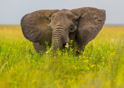 Tanzania, Mara, Serengeti National Park, african elephant (loxodonta africana)