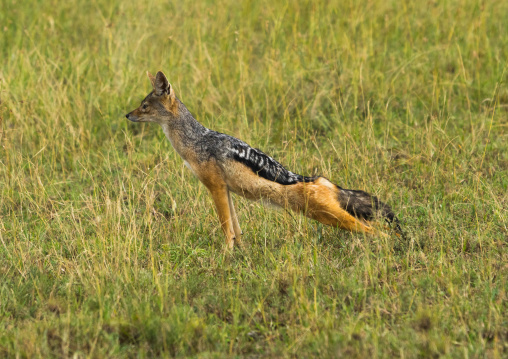 Tanzania, Mara, Serengeti National Park, black-backed jackal (canis mesomelas)