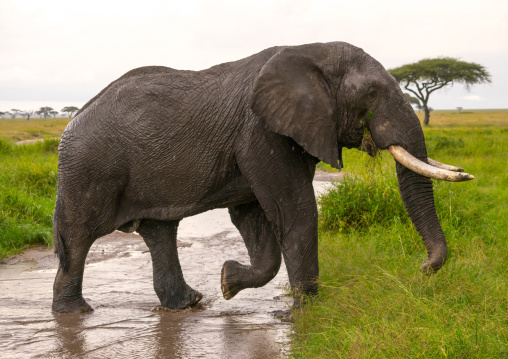 Tanzania, Mara, Serengeti National Park, african elephant (loxodonta africana)