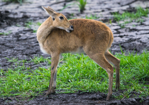 Tanzania, Mara, Serengeti National Park, female reedbuck (redunca redunca)