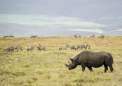 Tanzania, Arusha Region, Ngorongoro Conservation Area, black rhinoceros (diceros bicornis) in front of zebras