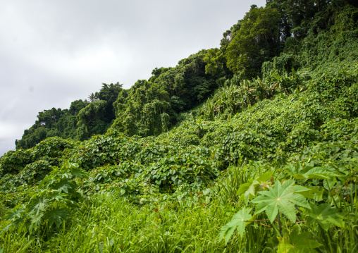 The jungle, Shefa Province, Efate island, Vanuatu