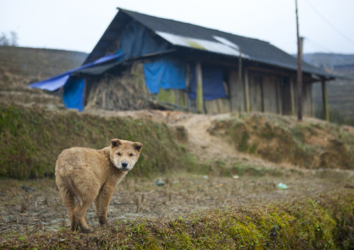 Dog in front of a makeshift shack, Sapa, Vietnam