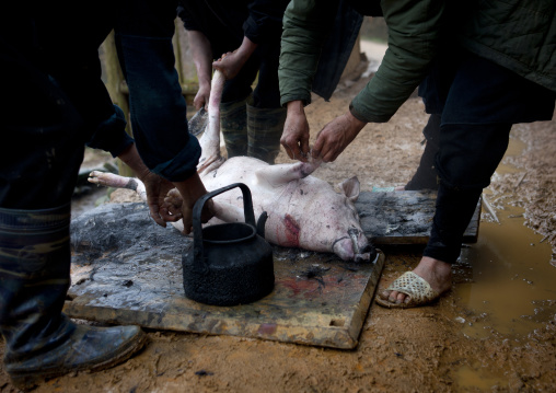 Black hmong men killing a pig, Sapa, Vietnam