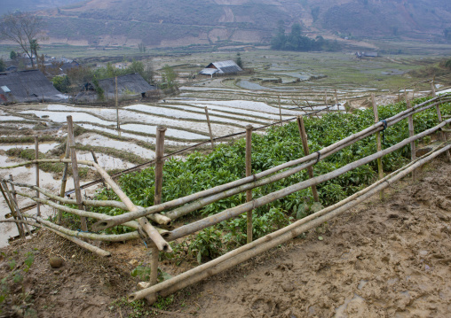 Terrace paddy fields, Sapa, Vietnam