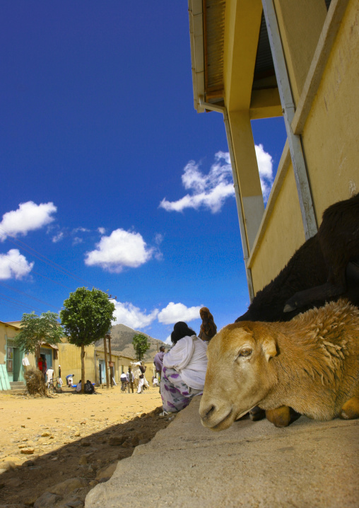 Sheep in the market, Debub, Senafe, Eritrea