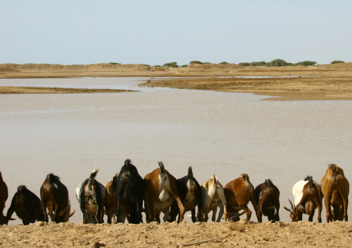Goats drinking in a pond, Northern Red Sea, Thio, Eritrea