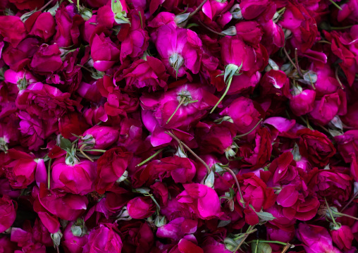 Roses for sale in the flower market, Rajasthan, Jaipur, India