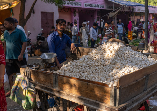 Garlic seller in Vegetable Market, Rajasthan, Jaipur, India