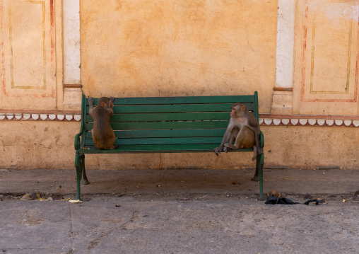 Monkeys on a bench in Galtaji temple aka monkey temple, Rajasthan, Jaipur, India