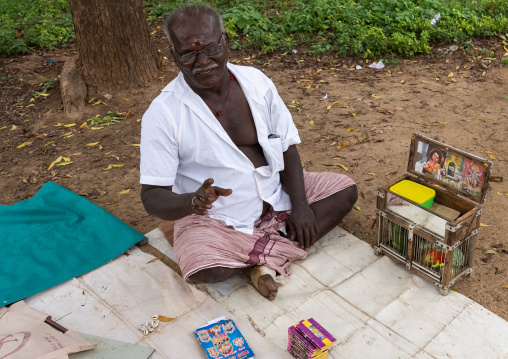 Fortune Teller with parrots, Tamil Nadu, Karaikudi, India