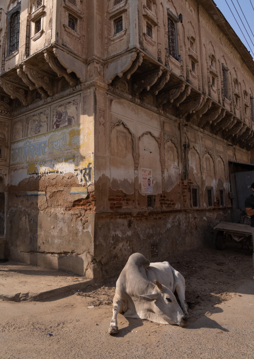 Cow resting in front of an old historic haveli, Rajasthan, Fatehpur, India