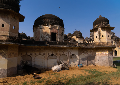 Ramgopal Chhatri cenotaph, Rajasthan, Ramgarh Shekhawati, India