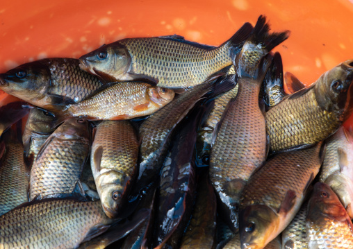 Fishes from Dal Lake for sale in the market, Jammu and Kashmir, Srinagar, India