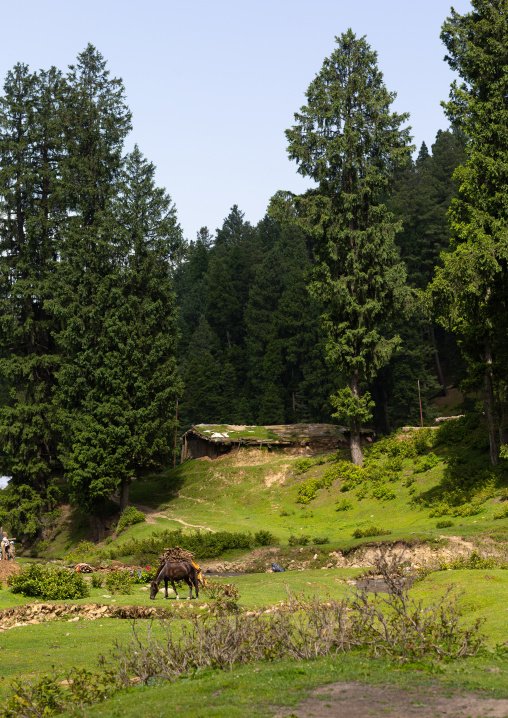 Horse in the meadow, Jammu and Kashmir, Yusmarg, India