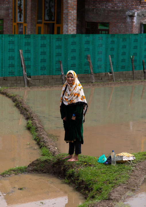 Veiled woman working in a rice field, Jammu and Kashmir, Kangan, India