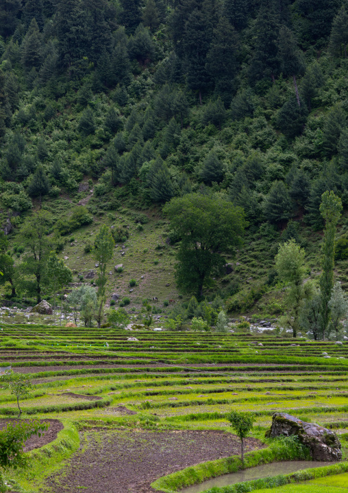 Rice field in the countryside, Jammu and Kashmir, Kangan, India