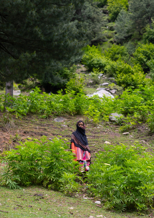 Kashmiri girl in the forest, Jammu and Kashmir, Kangan, India