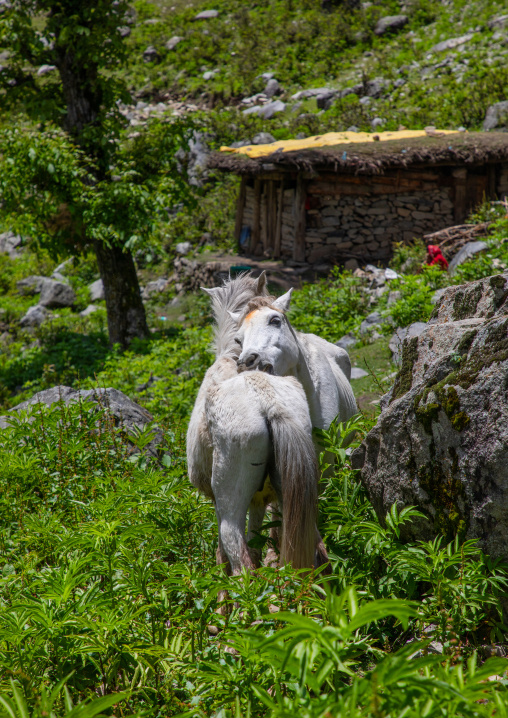 White horses in the forest, Jammu and Kashmir, Kangan, India