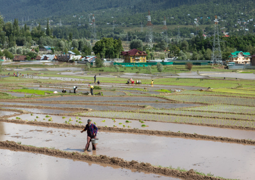 Farmers working in a rice field, Jammu and Kashmir, Kangan, India