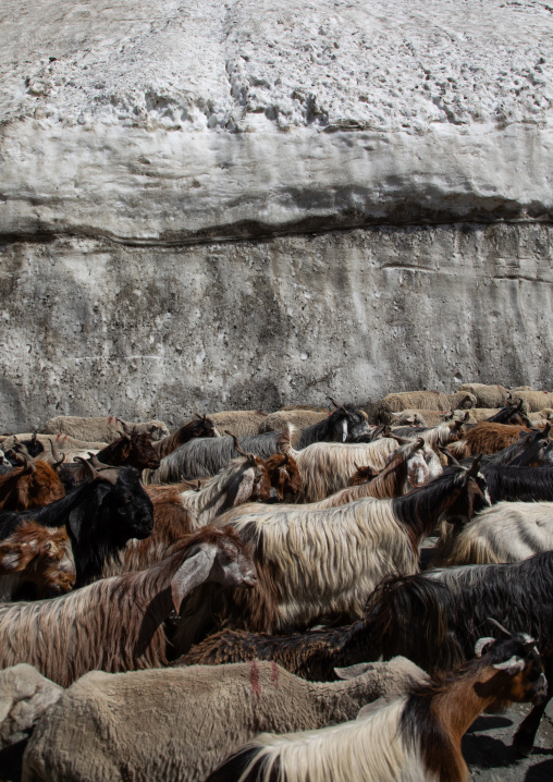 Goats herd on the road, Ladakh, Zoji La pass, India