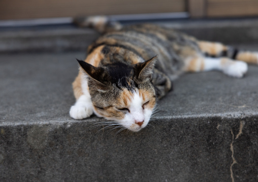 Sleeping cat in Cat Island, Ainoshima Island, Shingu, Japan