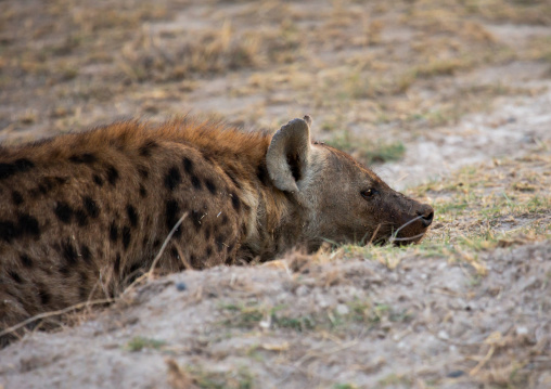 Spotted Hyena resting, Kajiado County, Amboseli, Kenya