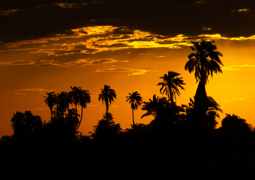 Sunset on palm trees, Kajiado County, Amboseli, Kenya