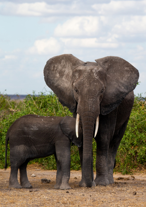 Elephant(Loxodonta africana) mother with her baby, Kajiado County, Amboseli, Kenya