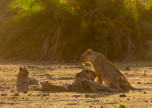 Lions family in the sunlight, Kajiado County, Amboseli, Kenya
